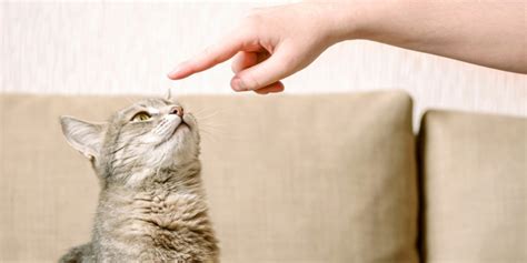 5 Easy Tricks To Teach Your Cat According to a Cat Behaviorist - Cats.com