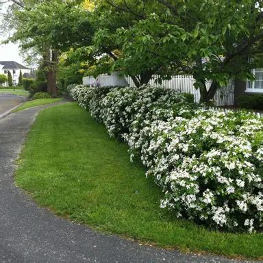 Choisya Ternata Plant Guides By Gardening Experts