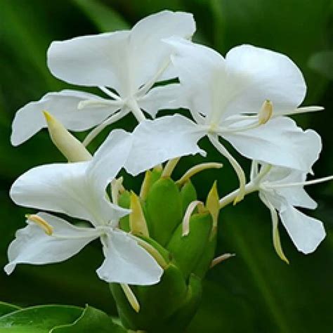 White Ginger Lilly Absolute Oil At Best Price In Kanpur By Indian Aroma