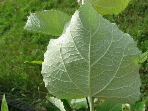 Plantfiles Pictures Chinese White Poplar Populus Tomentosa By Lkz5ia