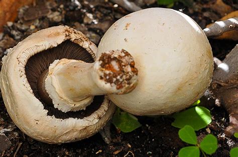 Agaricus Bisporus Champiñon Común Guía De Setas En Waste Magazine