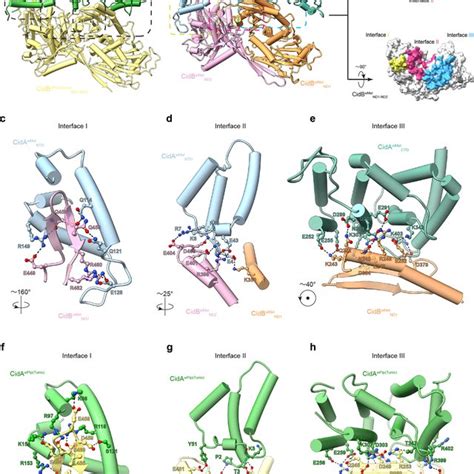 Crystal Structures Of Cidawmel And Cidbwmeldub And A Model Of