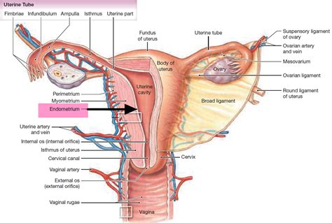 Endometrial Cancer Causes Early Signs Symptoms Treatment