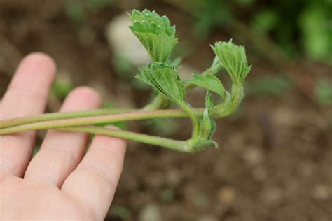 Propagating Strawberry Plants The 1800 S Housewife