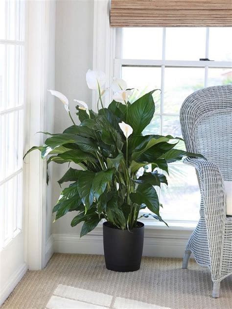 Plants that Grow without Sunlight | 17 Best Plants to Grow Indoors