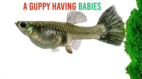 A Guppy Having Babies YouTube