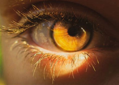 Глаза Тэхена в свете солнца | Olhos de âmbar, Olhos dourados, Olhos ...