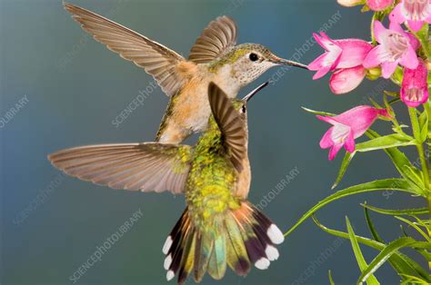 Female Broad-tailed Hummingbird - Stock Image - F031/2717 - Science ...