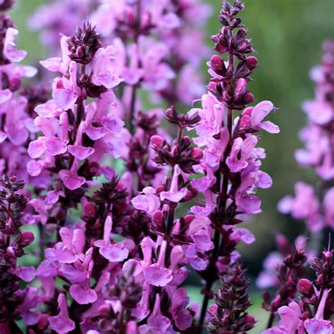 Salvia nemorosa Rose Marvel Pépinière Richard St Aubin