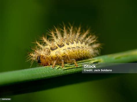 Spiky Larvae On Grass Stock Photo Download Image Now Animal Animal