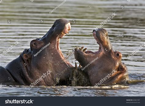 Fight Hippos Stock Photo 62661397 | Shutterstock