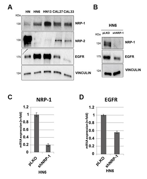 A Nrp 1 Nrp 2 And Egfr Expression Levels In Hnscc Cell Lines