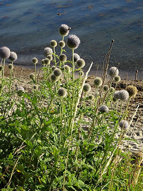 Dr Senlose Kugeldistel Echinops Exaltatus Dr Senlose Kug Flickr