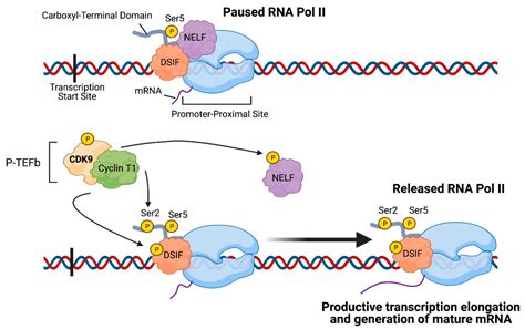 Cancers Free Full Text Targeting Cdk For The Treatment Of Glioblastoma