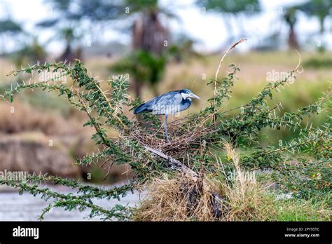 African Birds Serengeti Birds Hi Res Stock Photography And Images Alamy