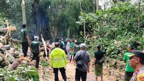 Objek Wisata Monkey Forest Ubud Ditutup Sampai Natal Tahun Baru Ini