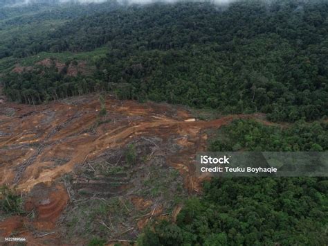 Perambahan Hutan Yang Tidak Terkendali Foto Stok Unduh Gambar