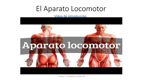 PDF El Aparato Locomotor DOKUMEN TIPS