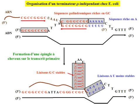 La Transcription De L Adn Cours De Biologie Sur Ebiologie Fr