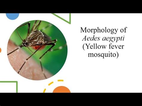 Morphology Of Aedes Aegypti Youtube