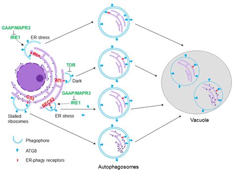 Plants Free Full Text ER Phagy And Its Role In ER Homeostasis In Plants