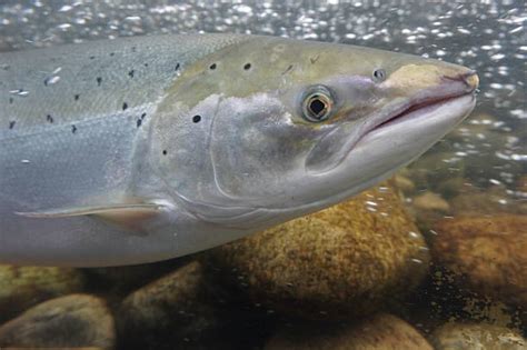 770 Salmon Fish Norway Stock Photos Pictures And Royalty Free Images