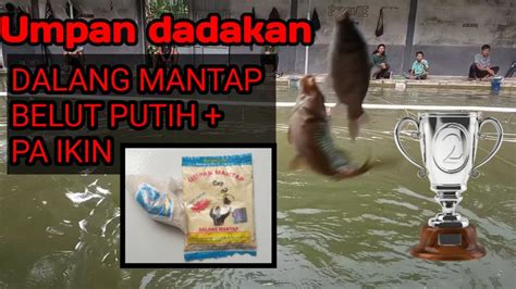 Umpan Dadakan Dalang Mantap Belut Putih Paikin Youtube