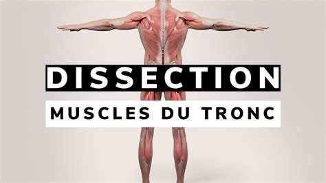 Révision ANATOMIE des MUSCLES du TRONC YouTube