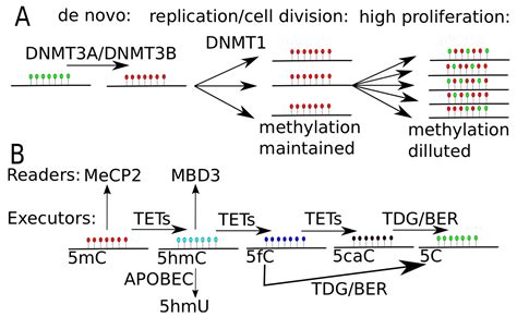 Ijms Free Full Text Global Dna Methylation Patterns In Human