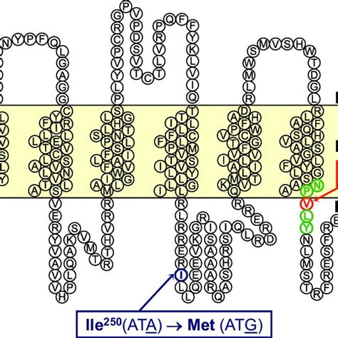 Schematic Representation Of The Rat Neuromedin U Receptor 1 Nmur1