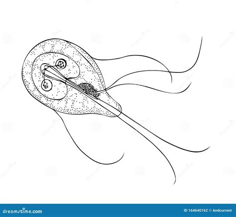 Giardia Parasitaria Humana Ilustraci N Dibujada A Mano En Blanco Y