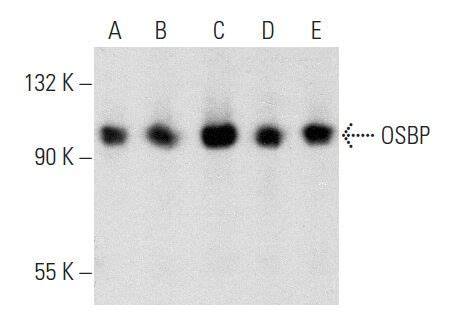 OSBP抗体 A 5 SCBT Santa Cruz Biotechnology