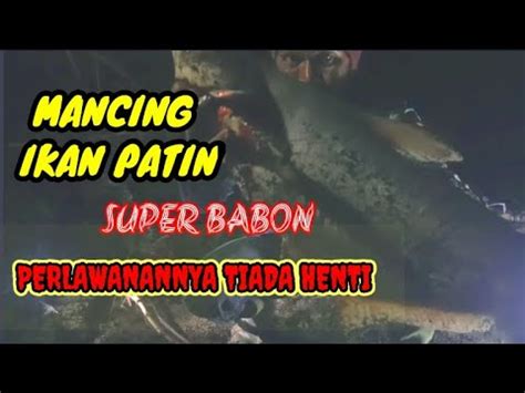 MANCING IKAN PATIN SUPER BABON PAKE UMPAN BATAGOR YouTube