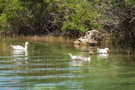 Los Gansos Blancos Nadan En El Lago Foto Premium