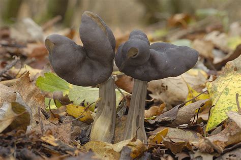Лопастник ямчатый (Helvella lacunosa) фото и описание