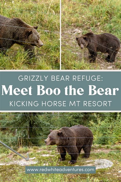 Meet Boo the Bear at the Kicking Horse Grizzly Bear Refuge