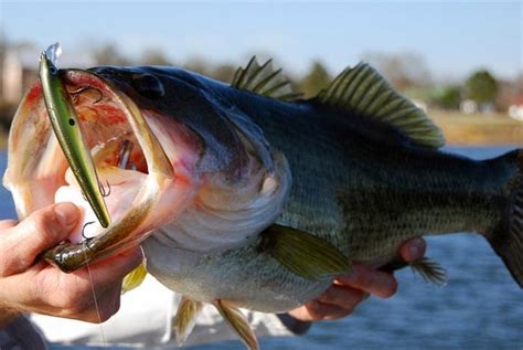 Tipos De Se Uelos Que Existen Para La Pesca Del Black Bass