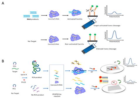 Biosensors Free Full Text Isothermal Amplification Technology For