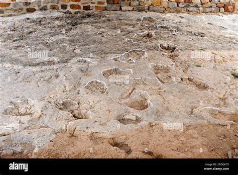 Ichnofossils Or Trace Fossils Of Dinosaurs Footprints This Photo Was