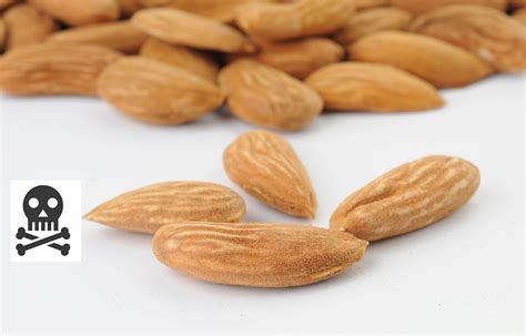 How Many Almonds Can Kill You Iran Dried Fruit