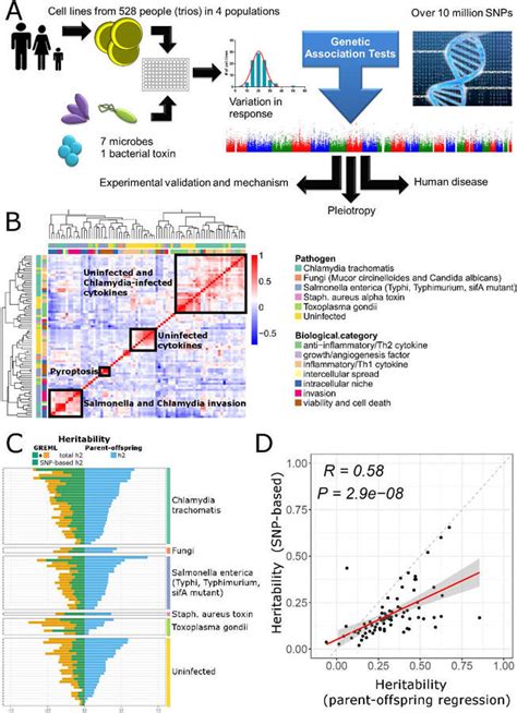 Inter Individual Variation In H2P2 Traits Revealed Clustering Of