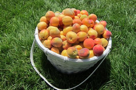 Apricot from our tree Apricot, Plum, Peach, Fruit, Tree, Food, Essen, Peaches, Meals