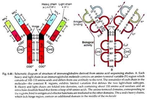 Diagram Of An Antibody Molecule