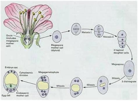 Pin On Fertilization In Plants