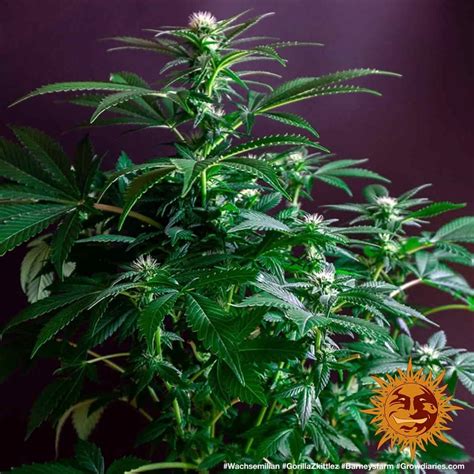 Gorilla Zkittlez™ Cannabis Seeds Barneys Farm®