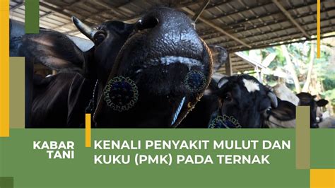 Kenali Penyakit Mulut Dan Kuku PMK Pada Ternak YouTube