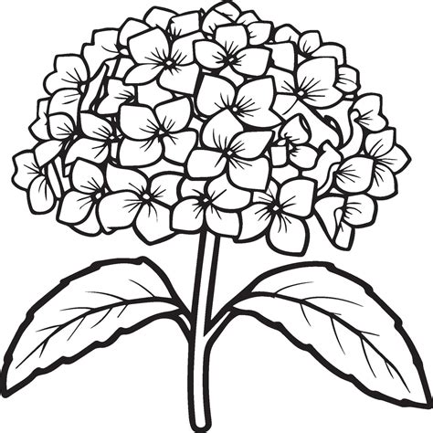 Hydrangea Coloring Pages Hydrangea Flower Outline For Coloring Book