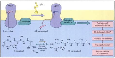 Eye Opener Physiology Light Stimulation Of Sensory Cells