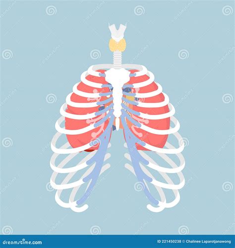 Human Ribs And Lungs At Michael Rawlinson Blog