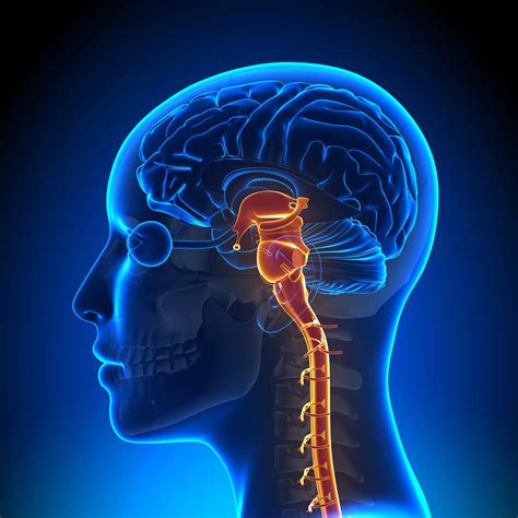 Brain Stem Injury What Happens If The Brainstem Is Damaged